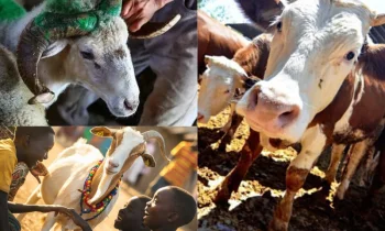 Kurban Bağışı Nedir?