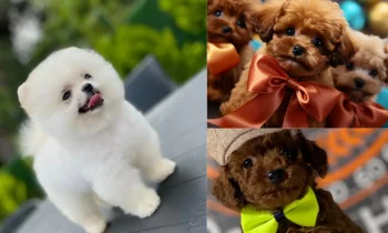 Poodle Köpek Fiyatları ve İlk Sahiplenme Maliyeti