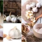 Sarımsak Bitkisinin Faydaları Nedir?