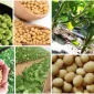 Soya Tohumu Üretimi ve Tohum Türleri