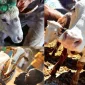 Kurban Bağışı Nedir?