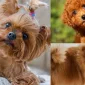 Küçük Irk Köpeklerin Sevimli Dünyası